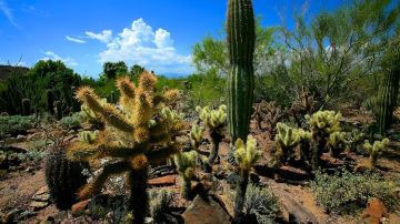 Arizona-Sonora Desert Museum