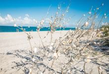 Stump Pass Beach State Park景点图片