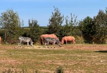 South Lakes Safari Zoo景点图片