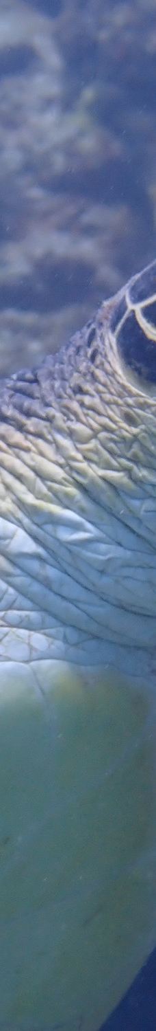 庆良间诸岛-座间味村