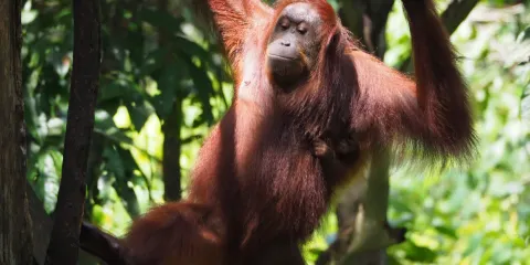 西必洛猿人保護區