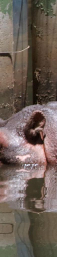 National Zoological Gardens of South Africa-比勒陀利亚