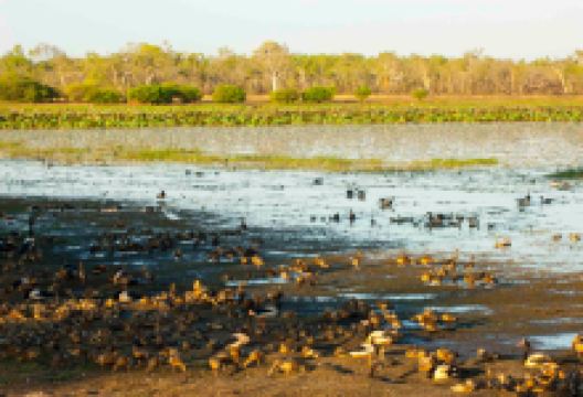 Mamukala Billabong景点图片