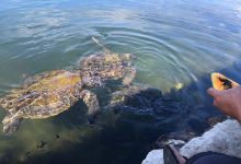 Swimming with Turtles景点图片