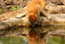 Fathala Reserve景点图片