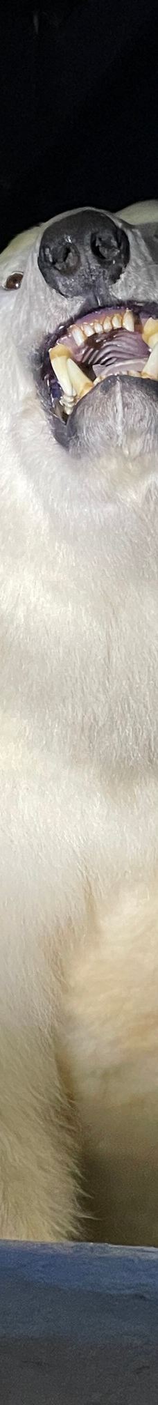 Seehundstation und Waloseum-诺德代希