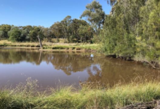 Burrendong Botanic Garden & Arboretum景点图片