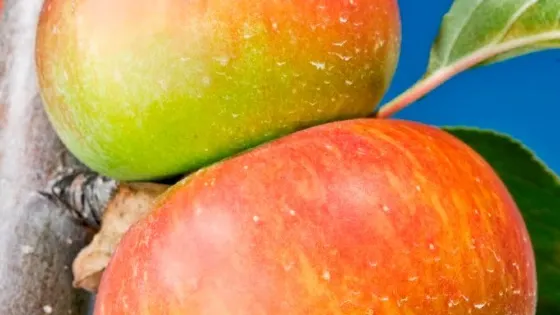 Azienda Agricola Le Spiazzette