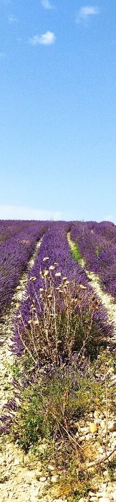 瓦朗索尔高原-瓦朗索勒