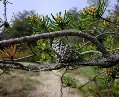 Kitchel Lindquist Dunes Preserve
