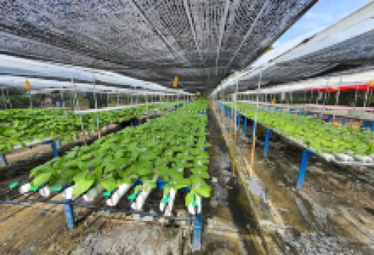 Kebun Hidroponik Abi Agro景点图片