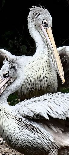 Twycross Zoo-阿瑟斯通