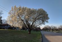 CiCo Park景点图片