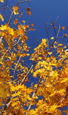 富士山人民公园-富士吉田市