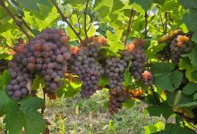 Vinea Apoldia Maior景点图片