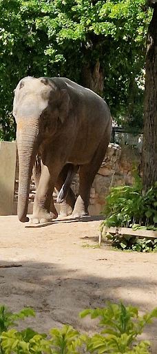 海德堡动物园-海德堡