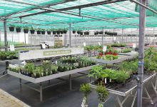 Kwekerij Souman Hattem - Tuincentrum regio Zwolle购物图片