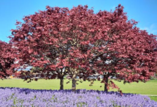 Kiyosato Japanese Gardens景点图片