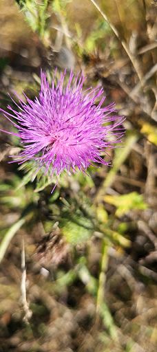Alder Island Nature Trailhead-林肯县