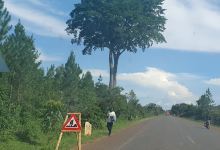 Twin Trees, Gulu Highway景点图片