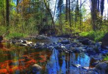 Camp New Wood County Park景点图片