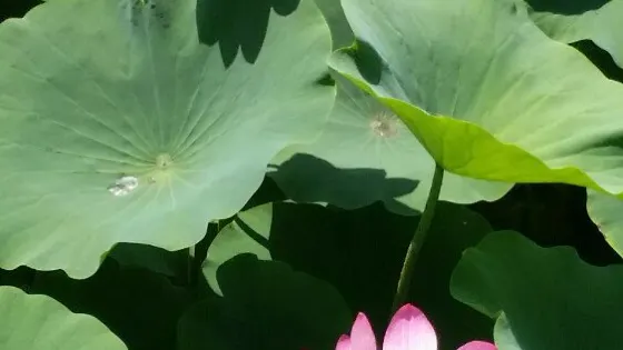 野草河濕地風景區