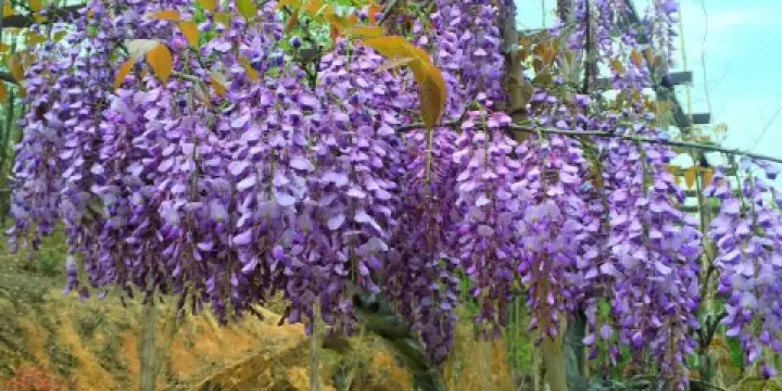 湖北天池山紫藤長廊