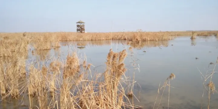 江蘇鹽城濕地珍禽國家級自然保護區