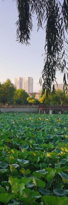 雁翎公园-任丘