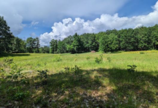 Sandown Town Forest景点图片