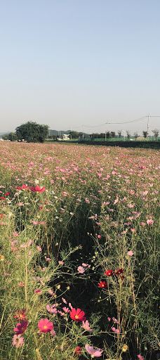 Jinwicheon Amusement Park-平泽市