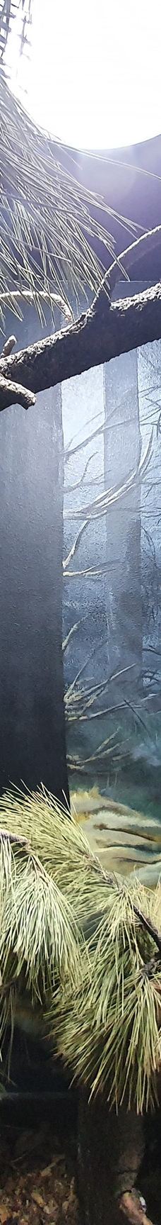 大熊湖动物园-大熊湖