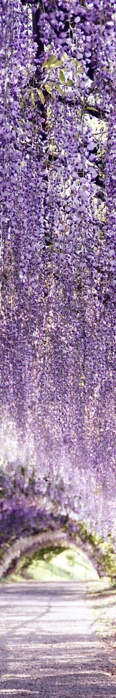 河内藤园-北九州