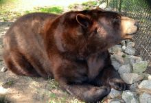 Noah's Ark Animal Sanctuary景点图片