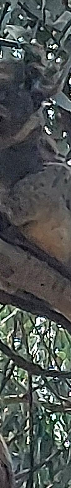 坎尼特河沿岸考拉步行道-Kennett River