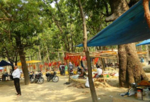 Kushmi Forest景点图片
