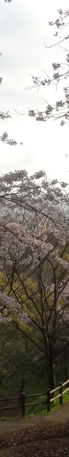 清水船越堤公園-静冈