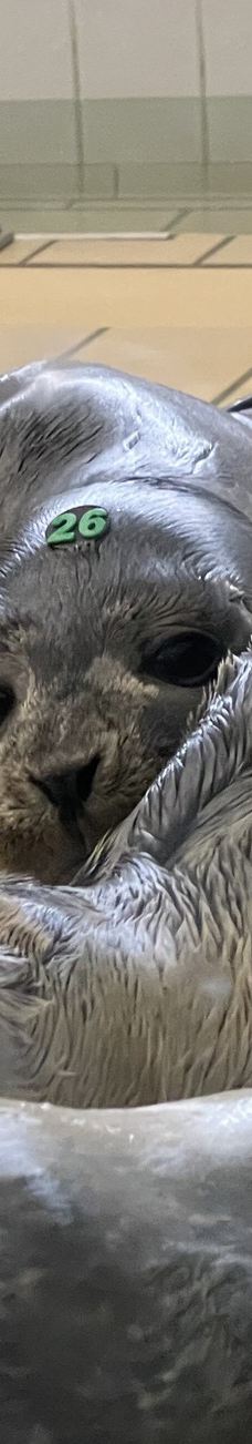 Seehundstation und Waloseum-诺德代希