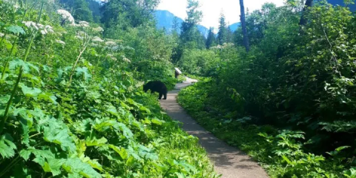 Skunk Cabbage Boardwalk