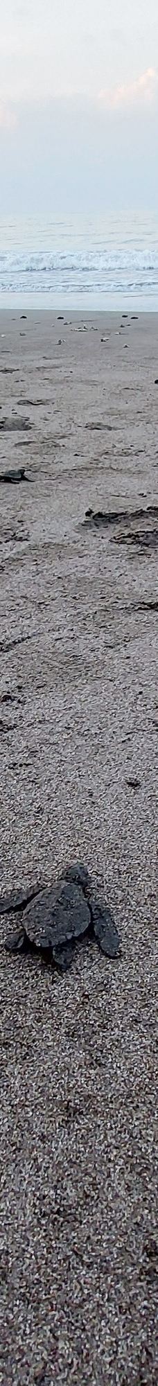 Kurma Asih Sea Turtle Conservation Center-巴厘岛