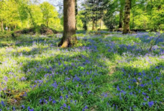 Joel Park景点图片
