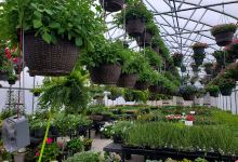 Yoder's Produce & Greenhouse购物图片