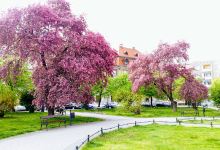 Plac Wolności景点图片