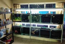 Aquarium Curuá景点图片