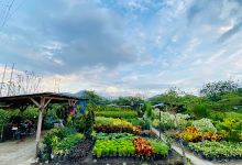 Lara's Garden-Romyr Ornamental Plant景点图片