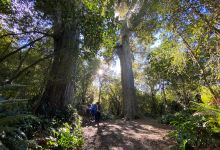 Big Tree Walk at Peel Forest景点图片