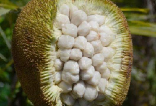Vivero RyR, Árboles Exóticos y Ornamentales购物图片