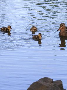 Talking Water Gardens-奥尔巴尼