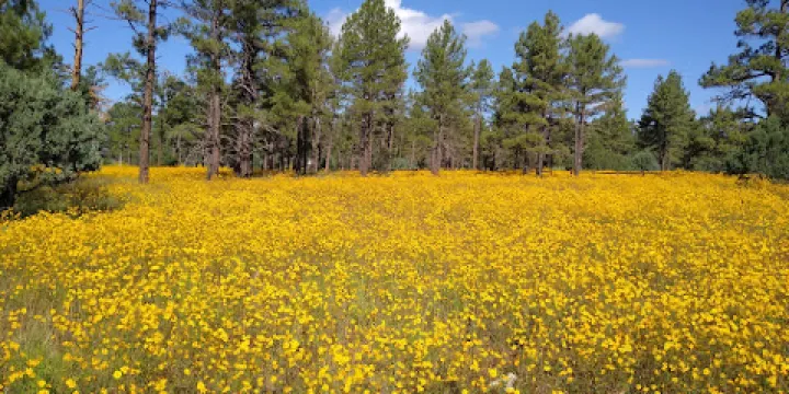 White Mountain Nature Center