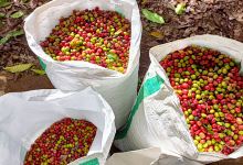 Kebun Black Coffee Pagaralam (Padang alai)景点图片